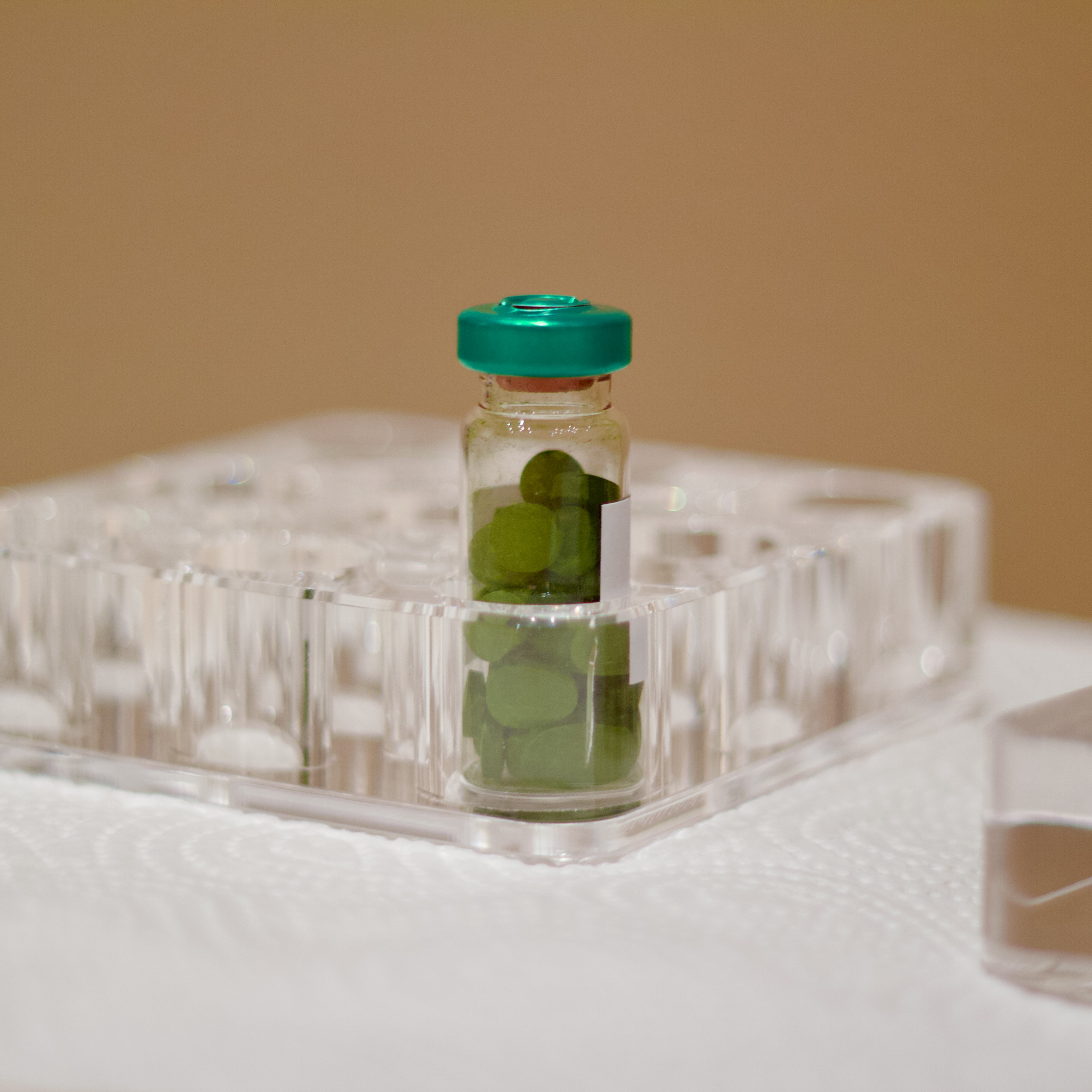 Chlorella